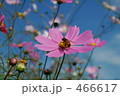 コスモスとミツバチ 466617