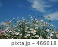 白いコスモス畑 466618
