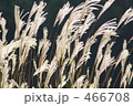 すすき 466708