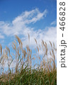 秋の空とすすき 466828