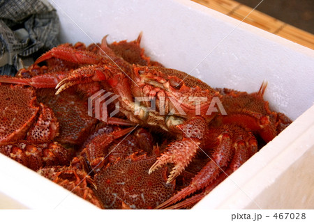 毛蟹 毛蟹 467028