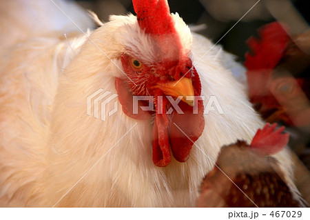 鶏 467029
