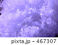 雪１ 467307