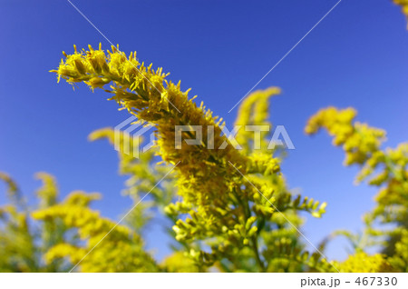 セイタカアワダチソウ 467330