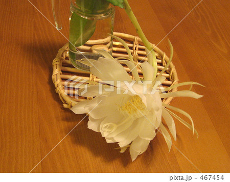 月下美人 月下美人 467454