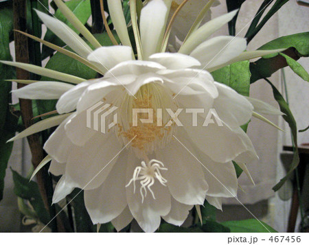 月下美人 月下美人 467456