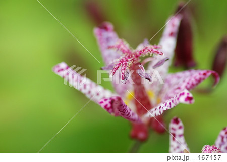 ホトトギス 467457