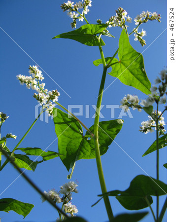 見上げたソバの花 467524