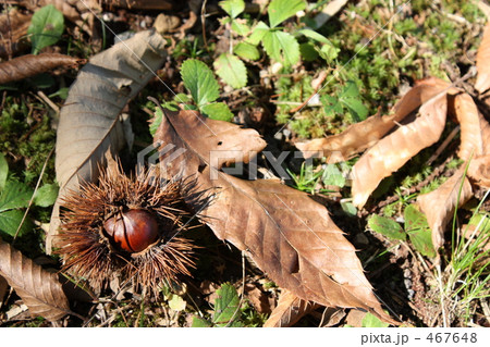 秋の風景 秋の風景 467648