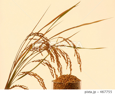 稲穂イメージ　稲穂と脱穀　稲　１ 467755