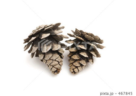 松ぼっくり 467845