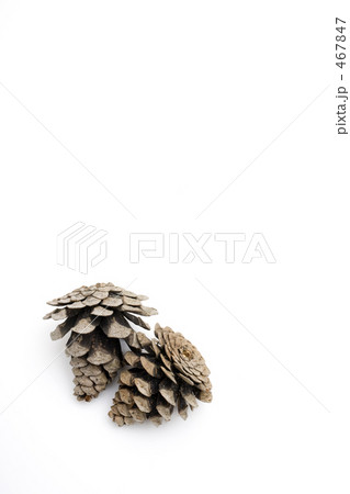 松ぼっくり 松ぼっくり 467847