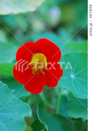 赤い花 赤い花 467848