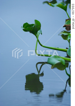 水辺のホテイアオイ 467993
