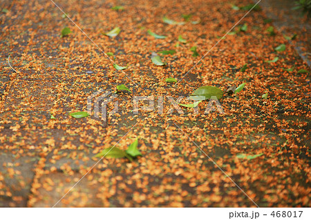 金木犀 金木犀 468017