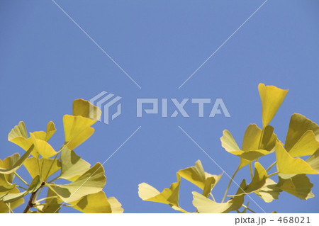 青空に輝く銀杏 青空に輝く銀杏 468021