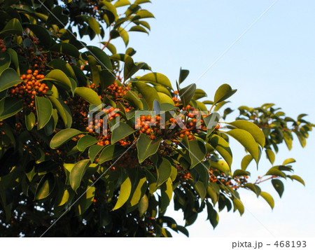 千両？　万両？ 468193