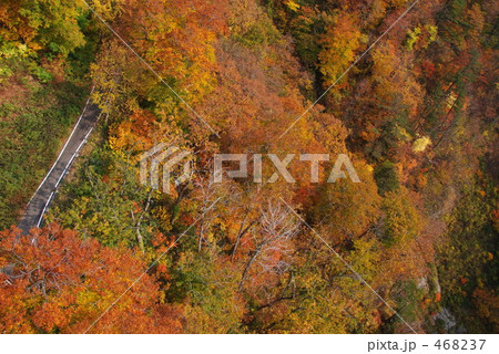 紅葉の斜面 468237