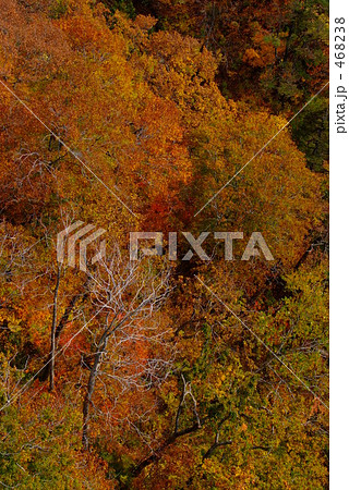 紅葉 468238