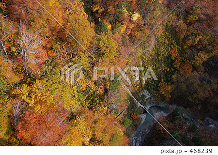 城ヶ倉渓谷の紅葉 468239