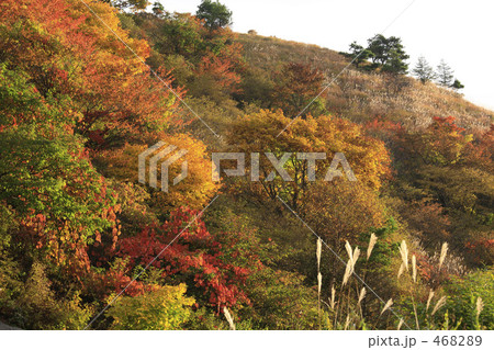 紅葉 紅葉 468289