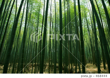 嵯峨野の竹林の道 468444