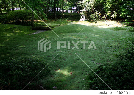 京都・野宮神社の苔庭 468459