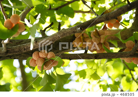 ギンナンの実 468505