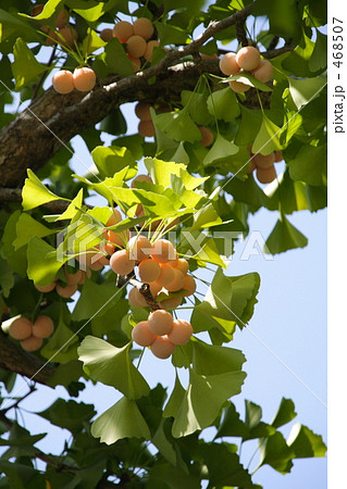 ギンナンの実 ギンナンの実 468507