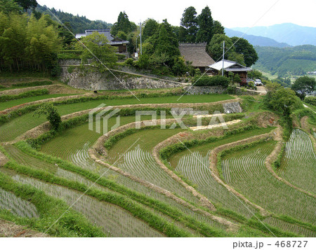 長谷の棚田 468727