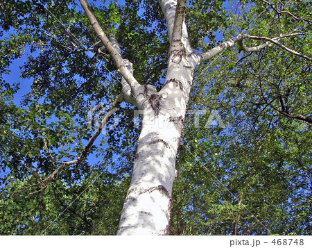 白樺　青空に向かって 468748