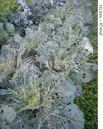 虫に食べられたキャベツの葉 468781