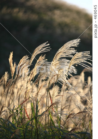 黄金色に輝くススキ 469045