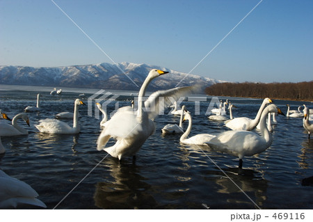 飛来する白鳥 469116