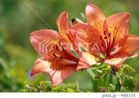 エゾスカシユリ小清水に咲く 469155