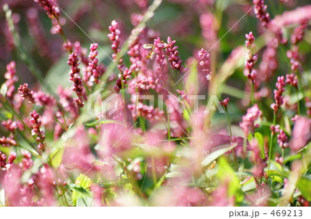 アカマンマ 469213