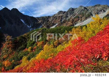 色錦の穂高 469244