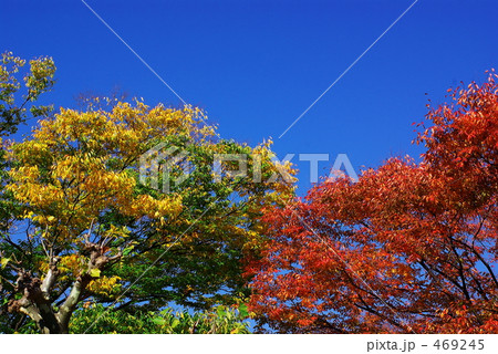 公園の紅葉 公園の紅葉 469245