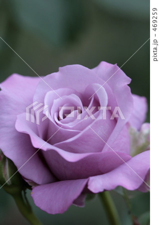 紫色の薔薇 紫色の薔薇 469259
