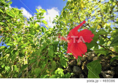 ハイビスカス 竹富島 沖縄 ハイビスカス 竹富島 沖縄 469386
