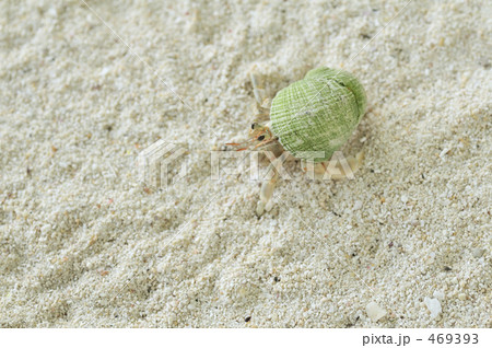 ヤドカリ　石垣島 469393