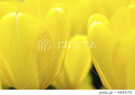 黄色いチューリップ　 469470