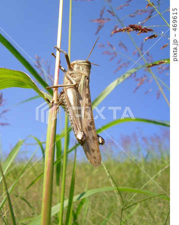 下から見たツチイナゴ 469615