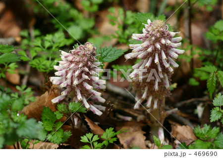 ヤマウツボ 469690