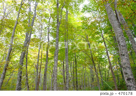 若いブナ林 若いブナ林 470178