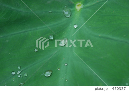 水滴　葉 470327