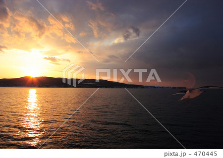 夕暮れに飛ぶカモメ 470445