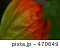 ほおずき 470649