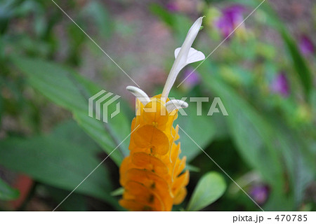 パキスタキス　Pachystachys　 470785