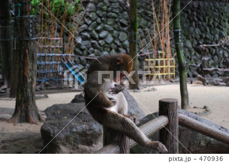 高崎山自然動物園の猿 470936